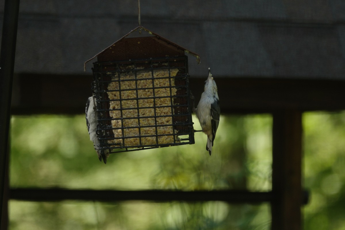 White-breasted Nuthatch - ML638307048