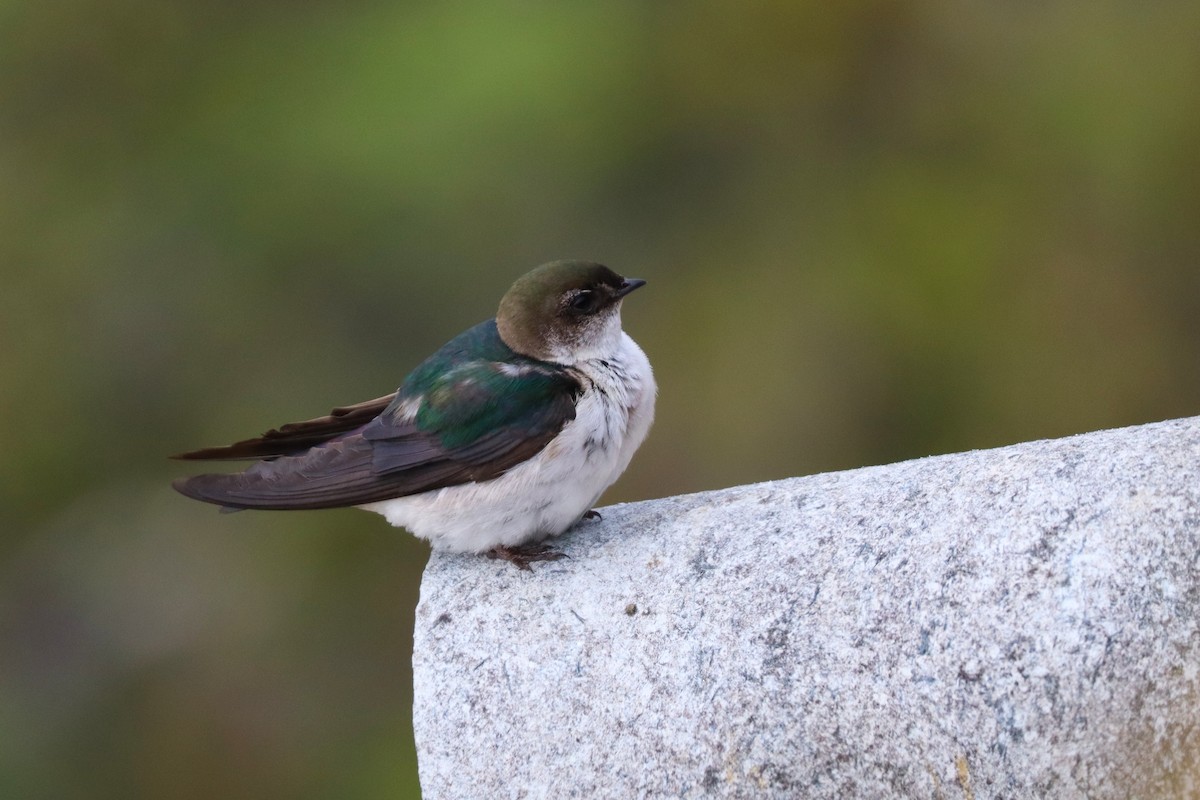 Violet-green Swallow - ML638307069