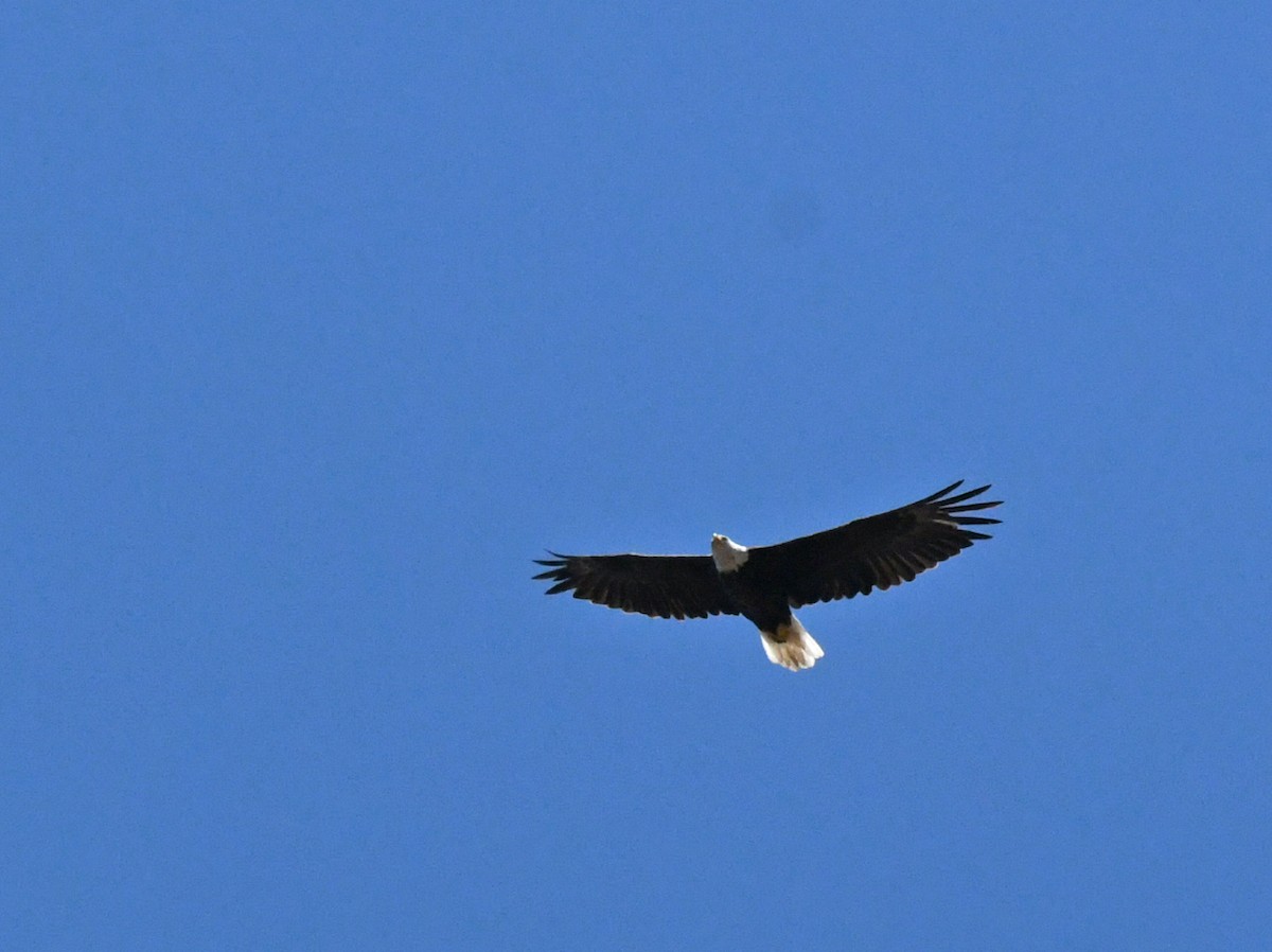 Bald Eagle - ML638307081