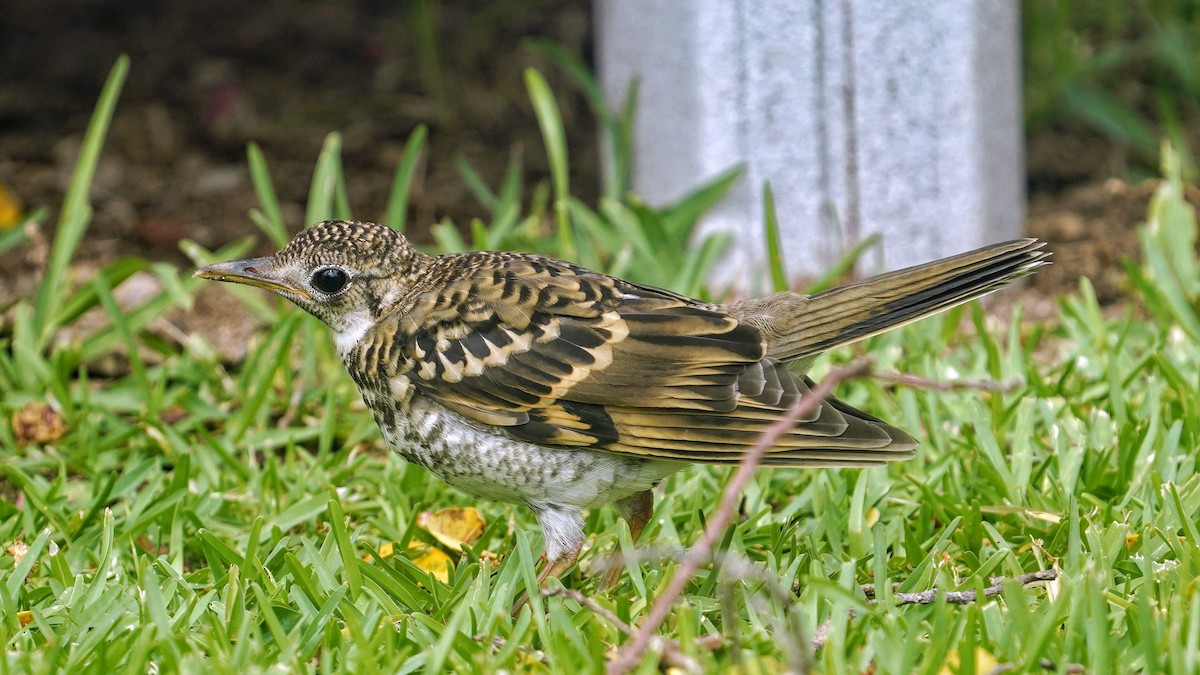 White's Thrush - ML638307107
