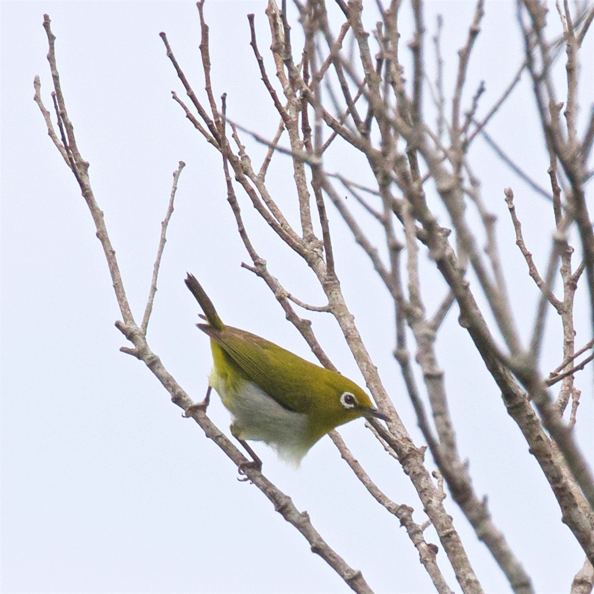 Warbling White-eye - ML638307124