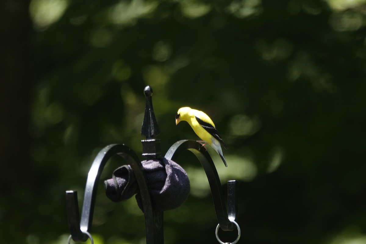 American Goldfinch - ML638307127