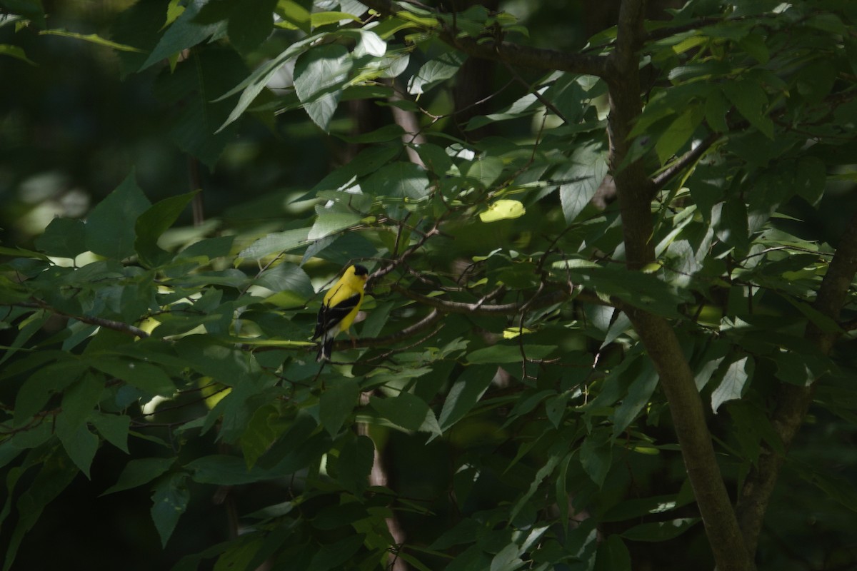 American Goldfinch - ML638307128