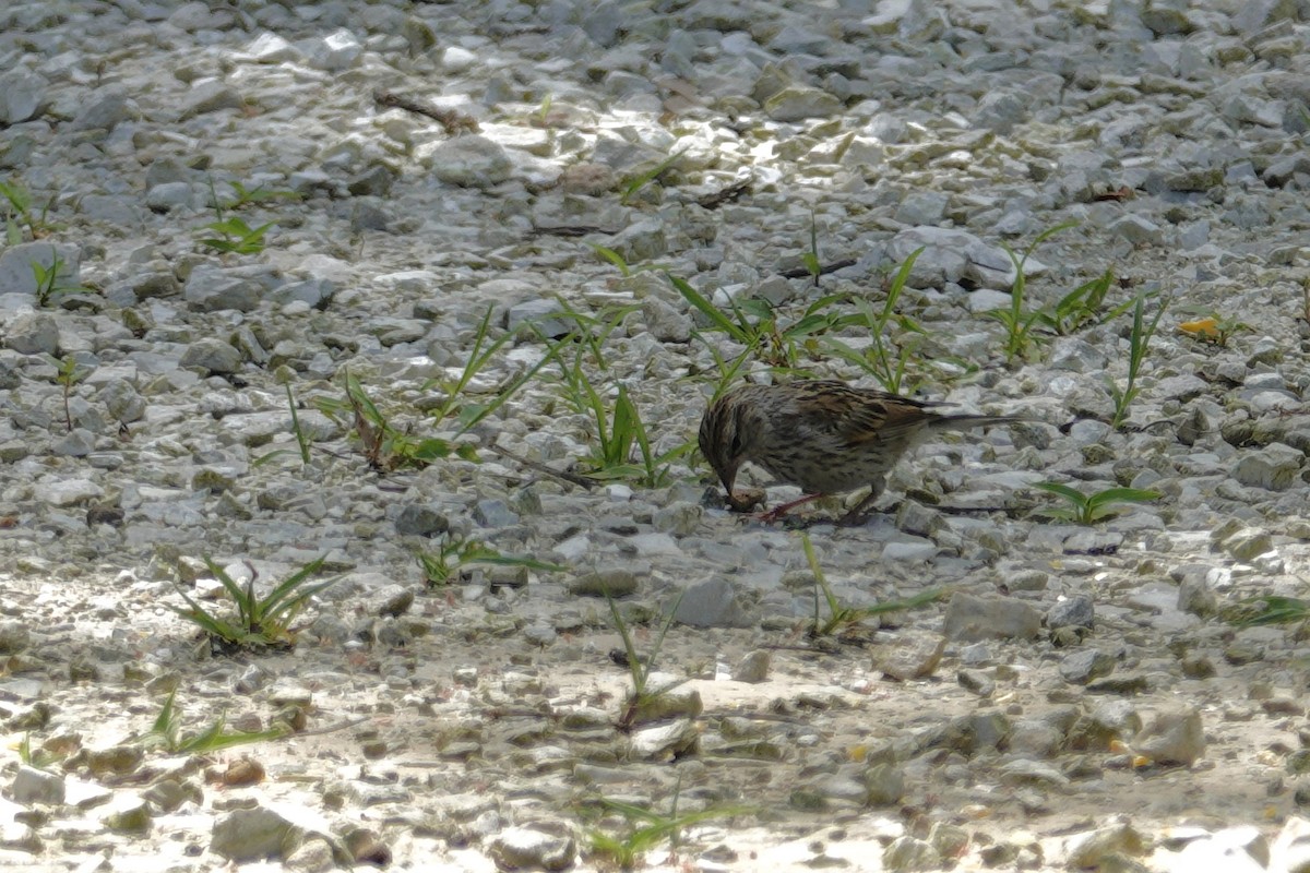 Chipping Sparrow - ML638307132