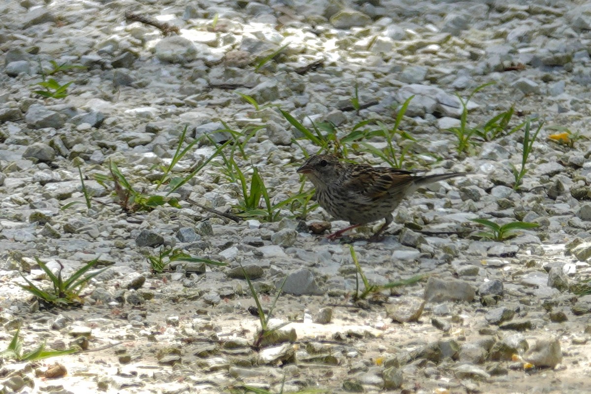 Chipping Sparrow - ML638307133