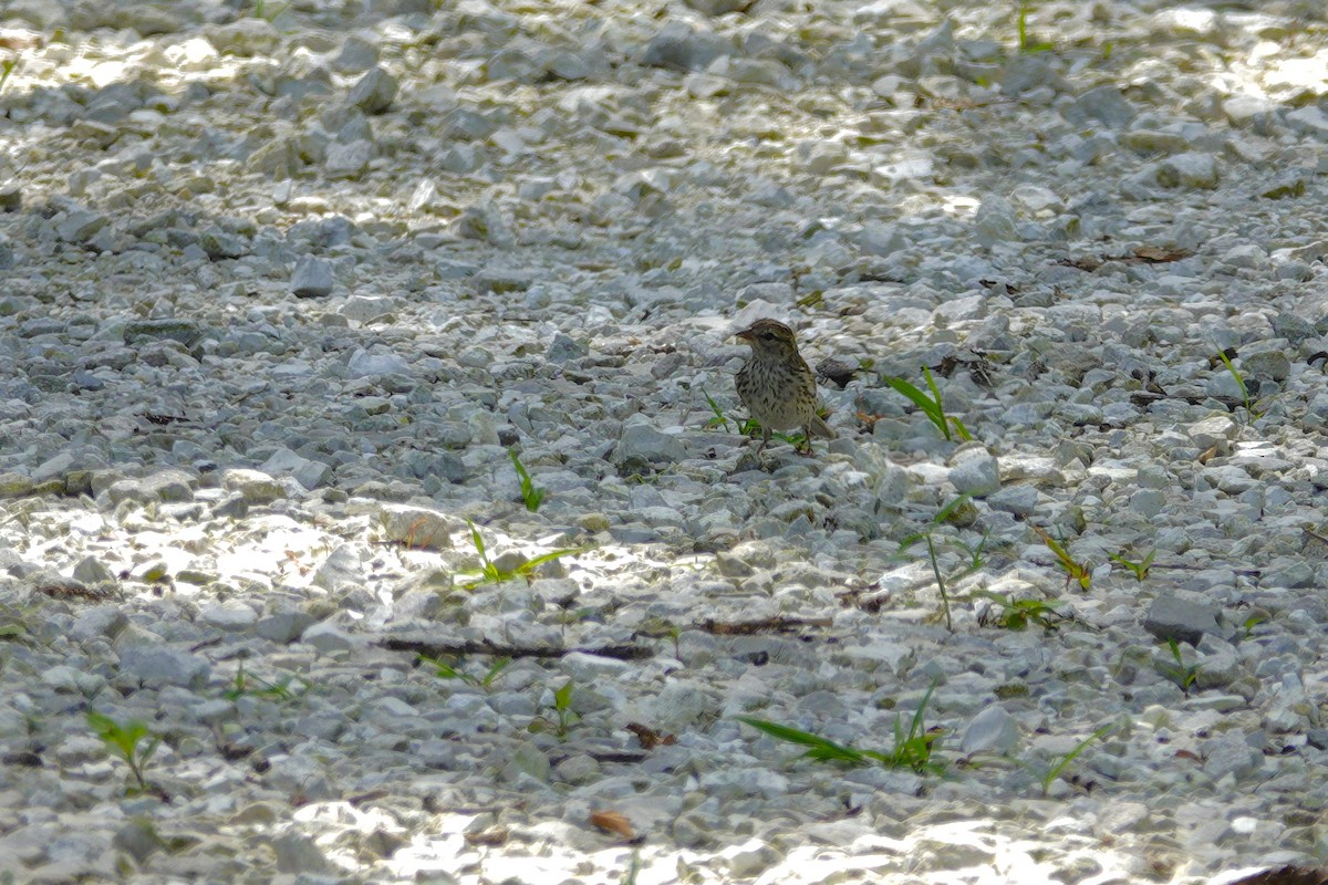 Chipping Sparrow - ML638307134