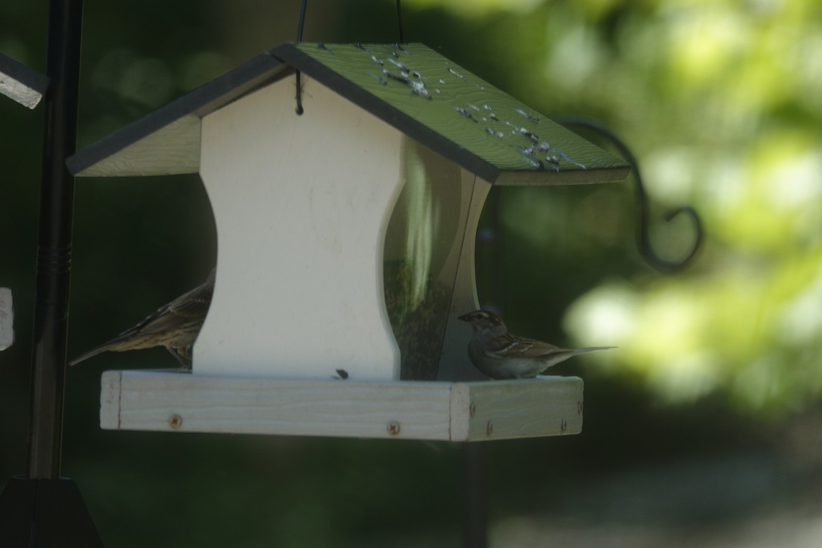 Chipping Sparrow - ML638307137