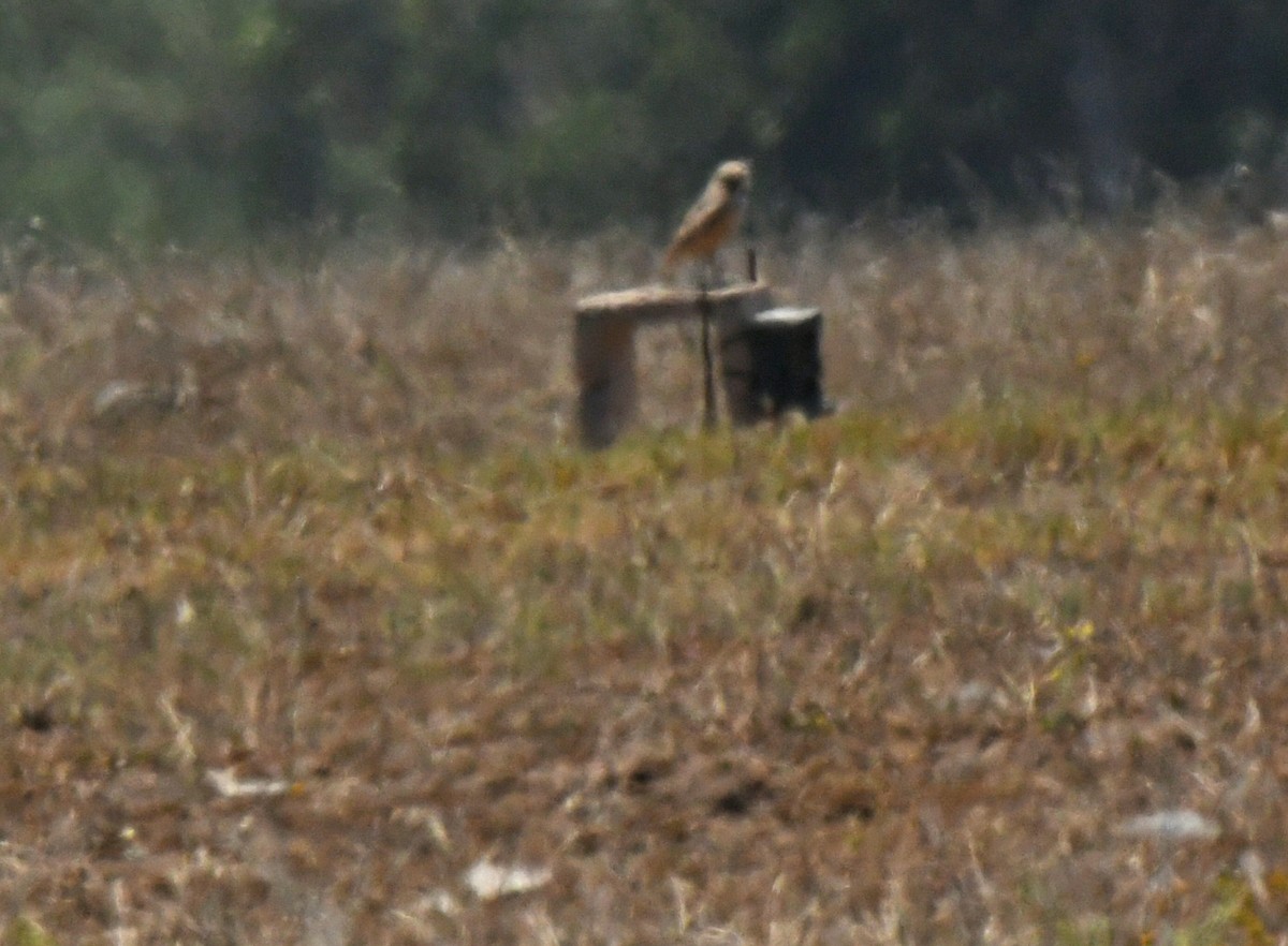 Burrowing Owl - ML638307138