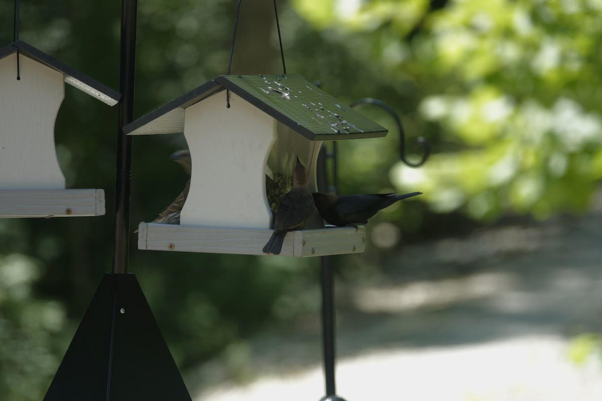 Brown-headed Cowbird - ML638307140