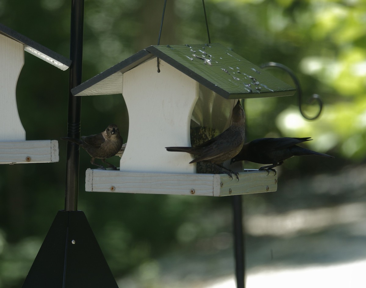 Brown-headed Cowbird - ML638307142