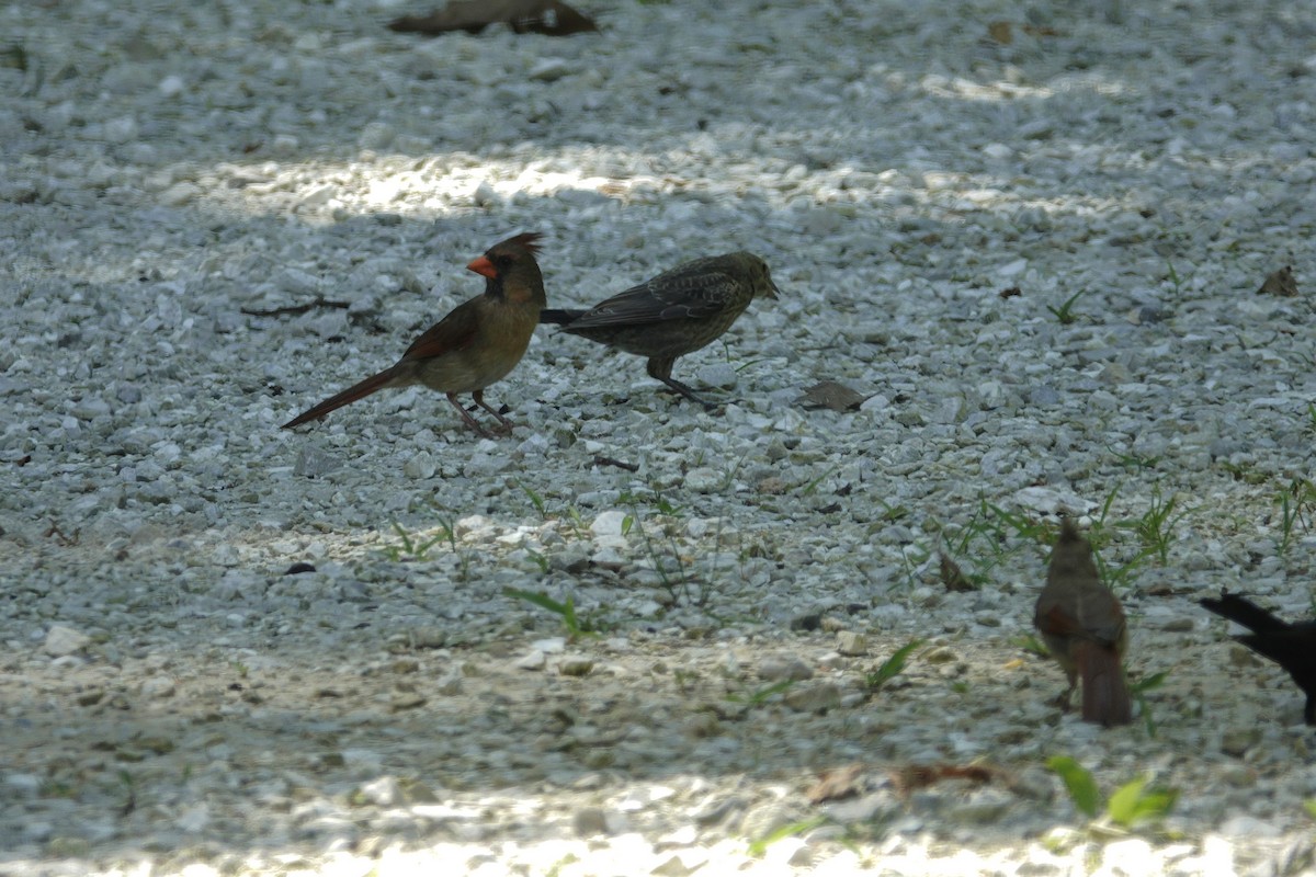 Brown-headed Cowbird - ML638307143