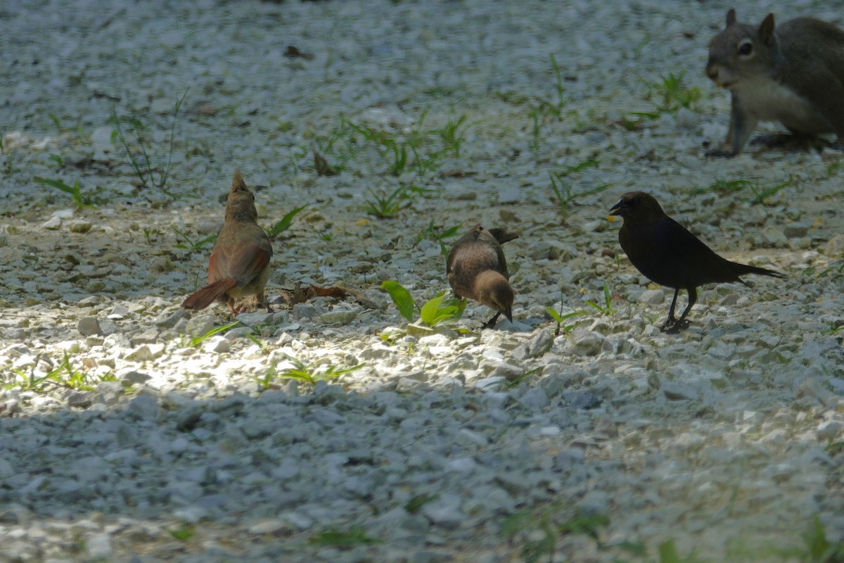 Brown-headed Cowbird - ML638307144