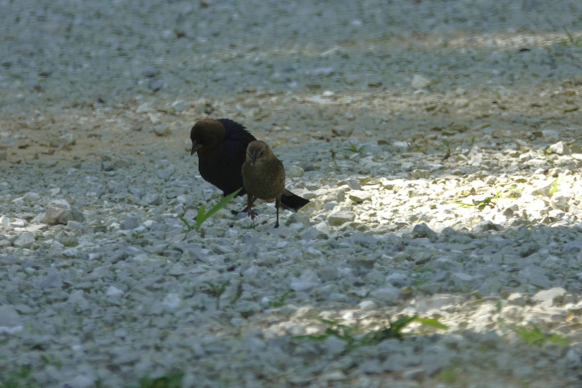 Brown-headed Cowbird - ML638307145