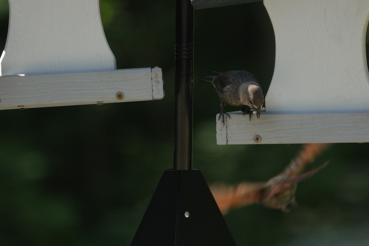 Brown-headed Cowbird - ML638307146