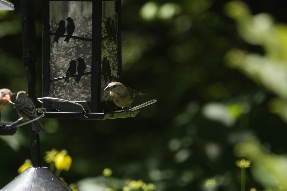 Brown-headed Cowbird - ML638307147