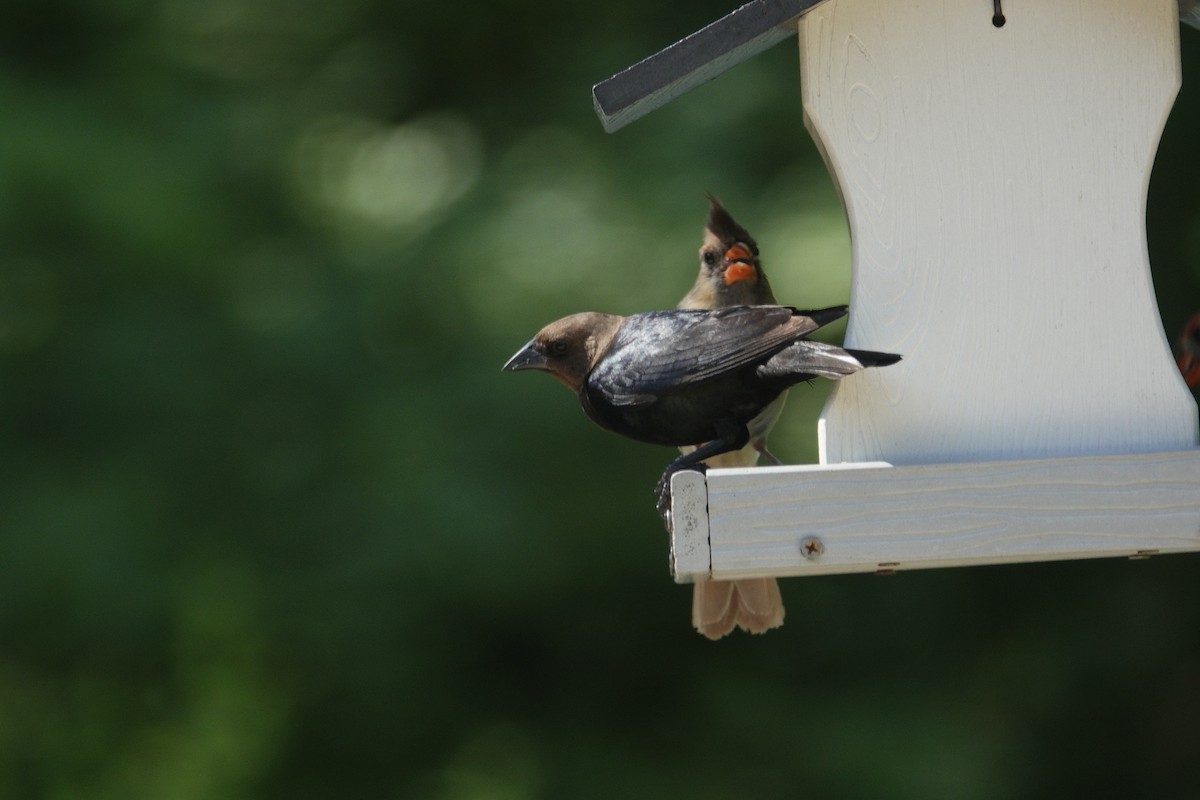 Brown-headed Cowbird - ML638307148