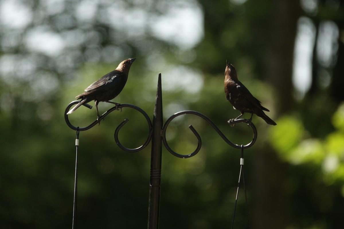 Brown-headed Cowbird - ML638307149