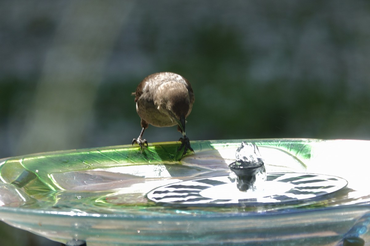 Brown-headed Cowbird - ML638307150