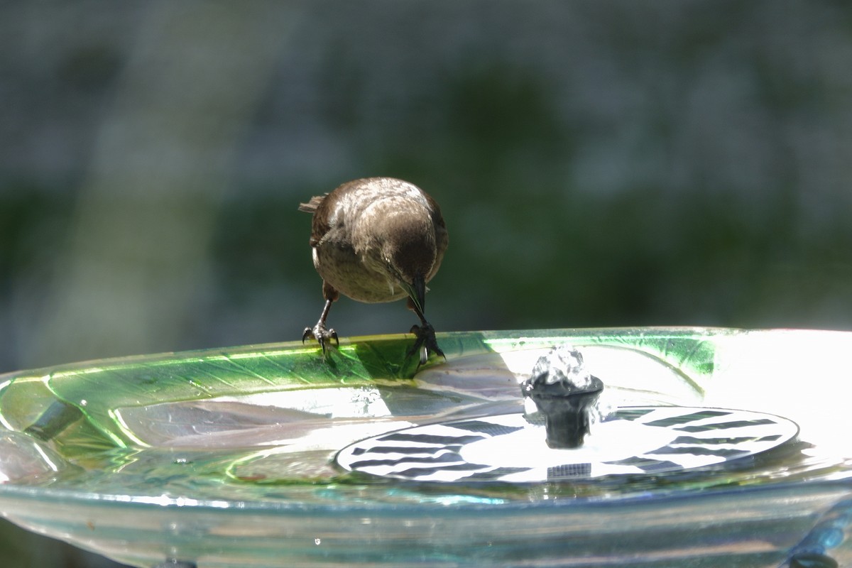 Brown-headed Cowbird - ML638307151