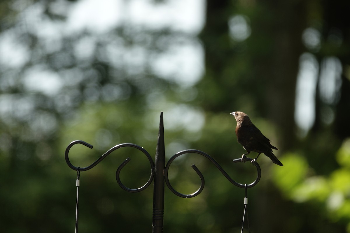 Brown-headed Cowbird - ML638307152