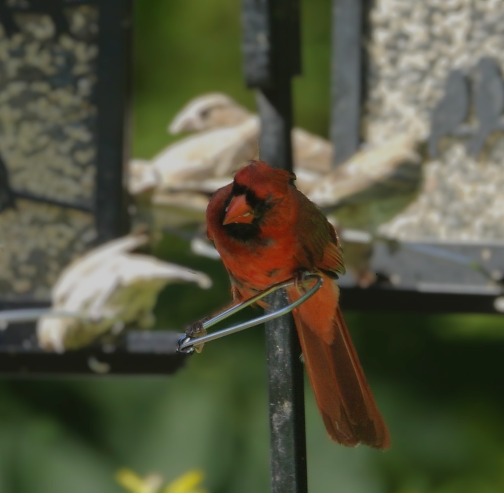 Northern Cardinal - ML638307154