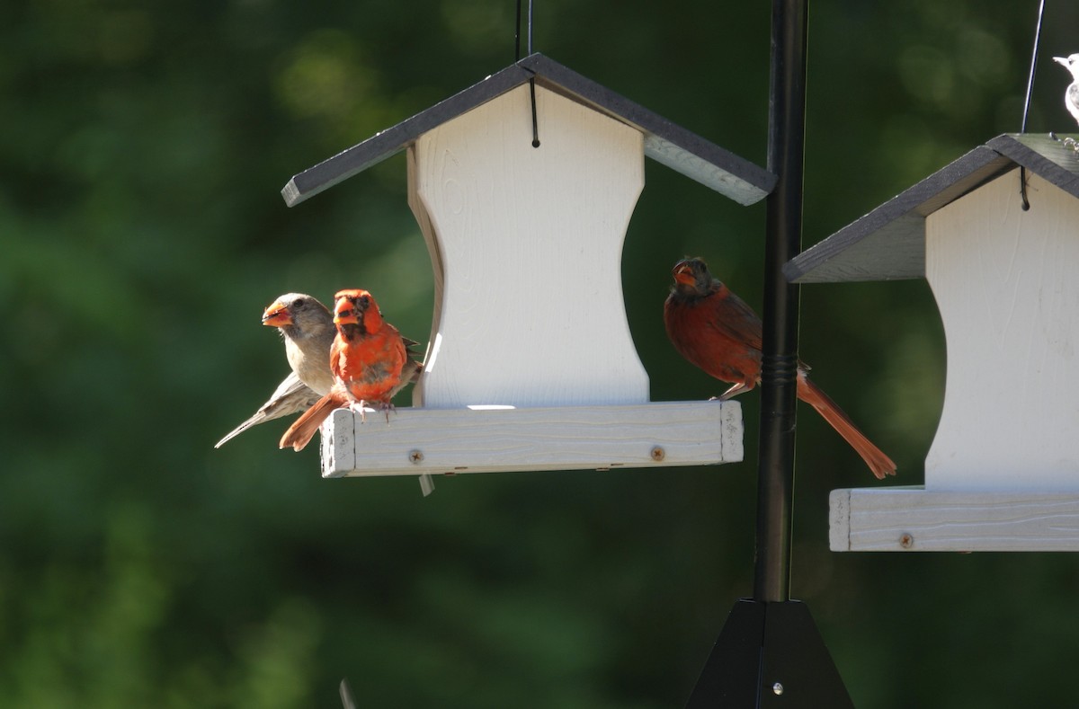 Northern Cardinal - ML638307155
