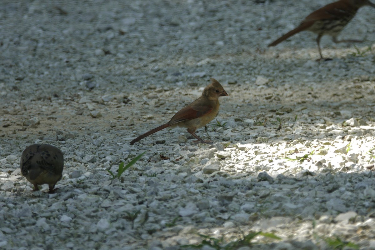Northern Cardinal - ML638307156