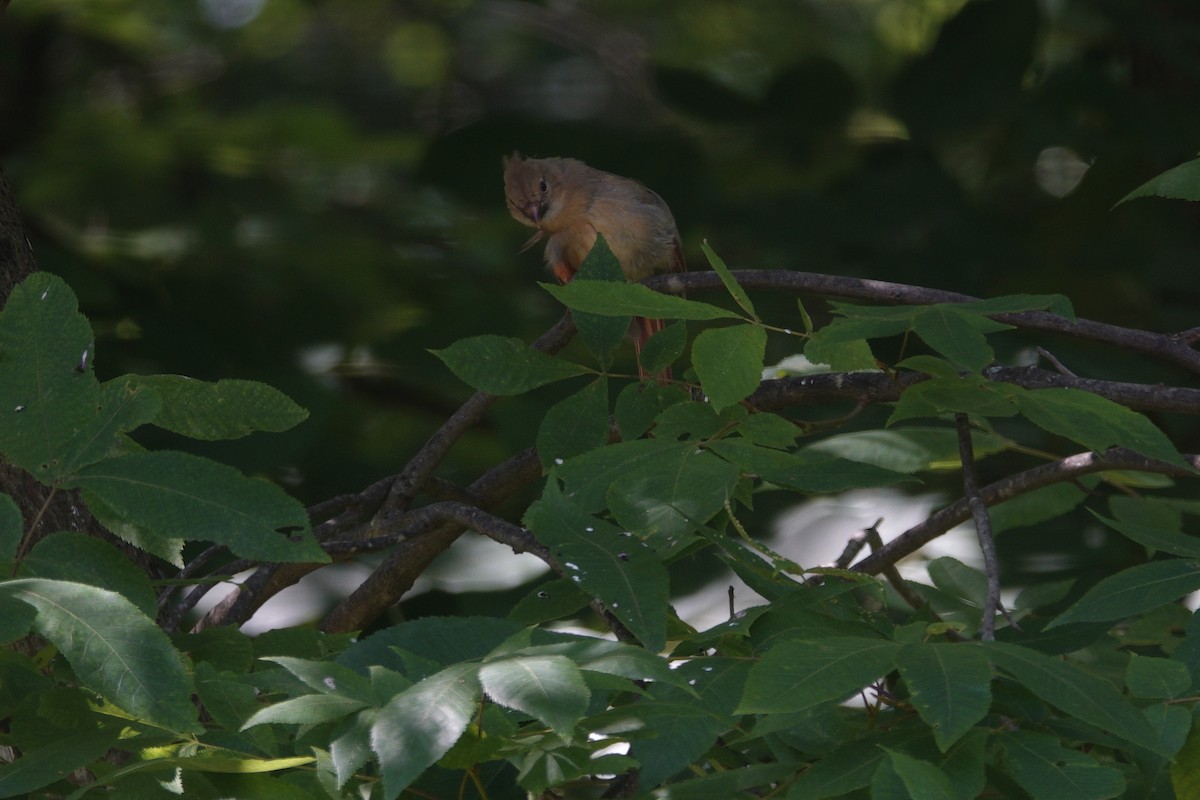 Northern Cardinal - ML638307158