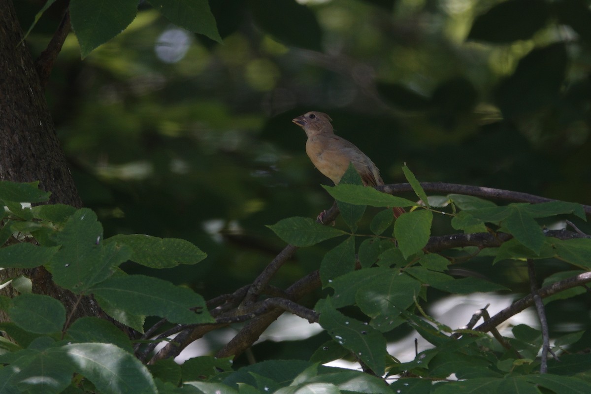 Northern Cardinal - ML638307160