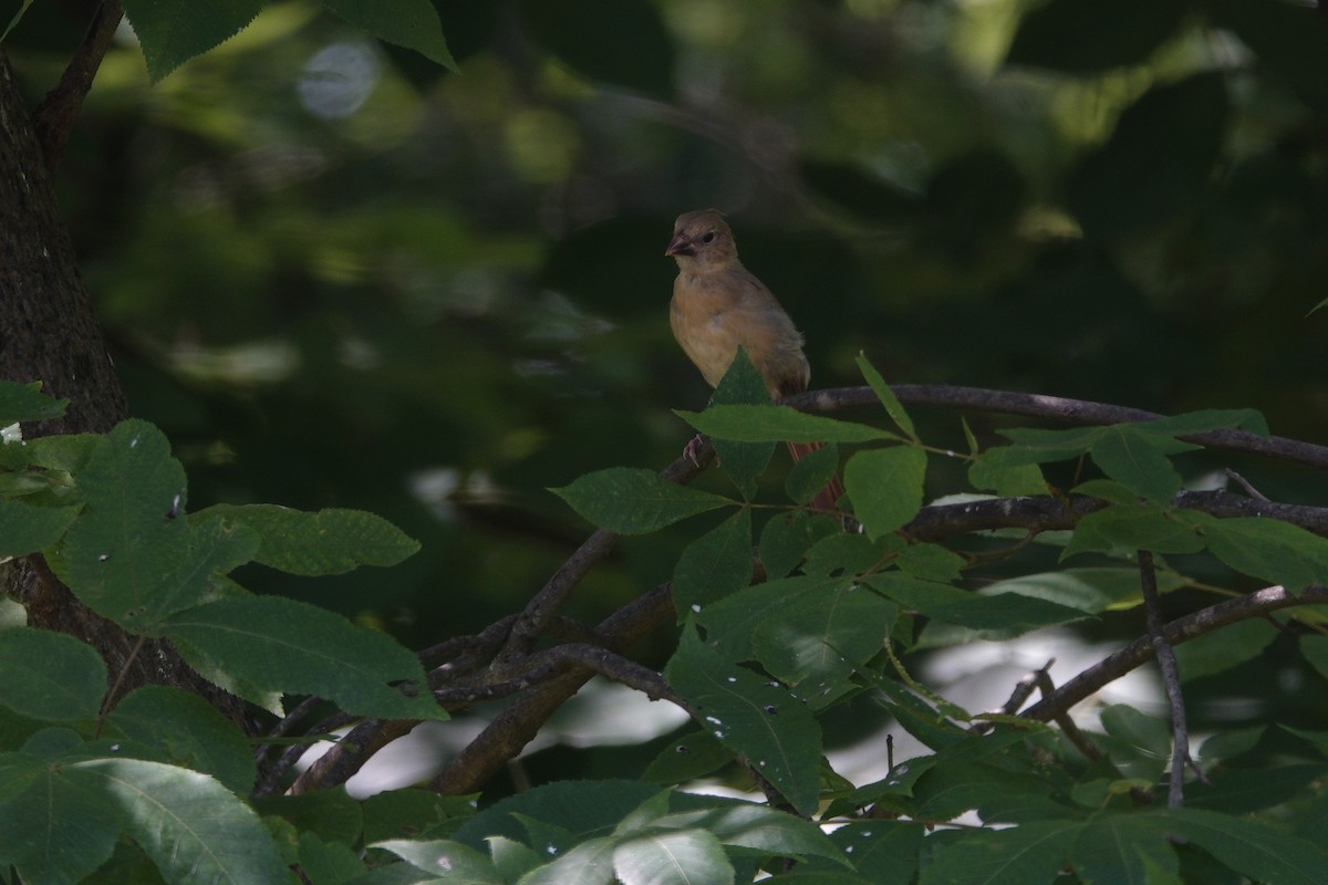 Northern Cardinal - ML638307161