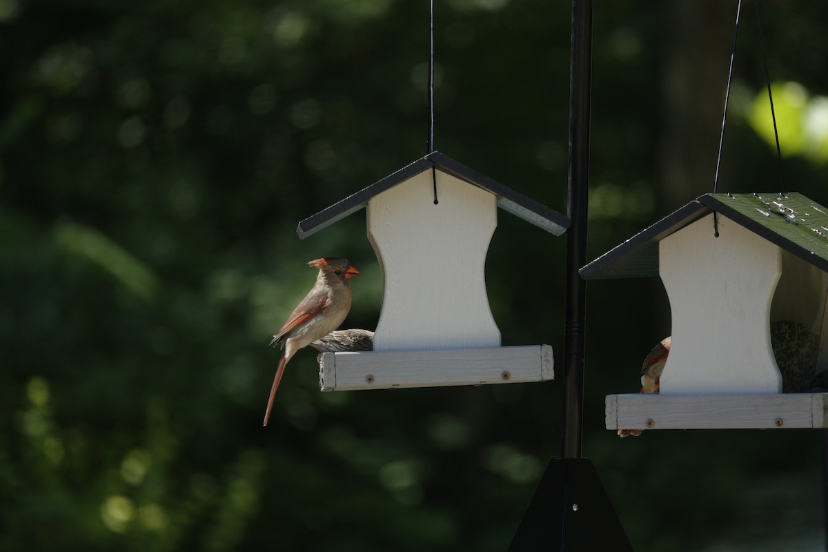 Northern Cardinal - ML638307162