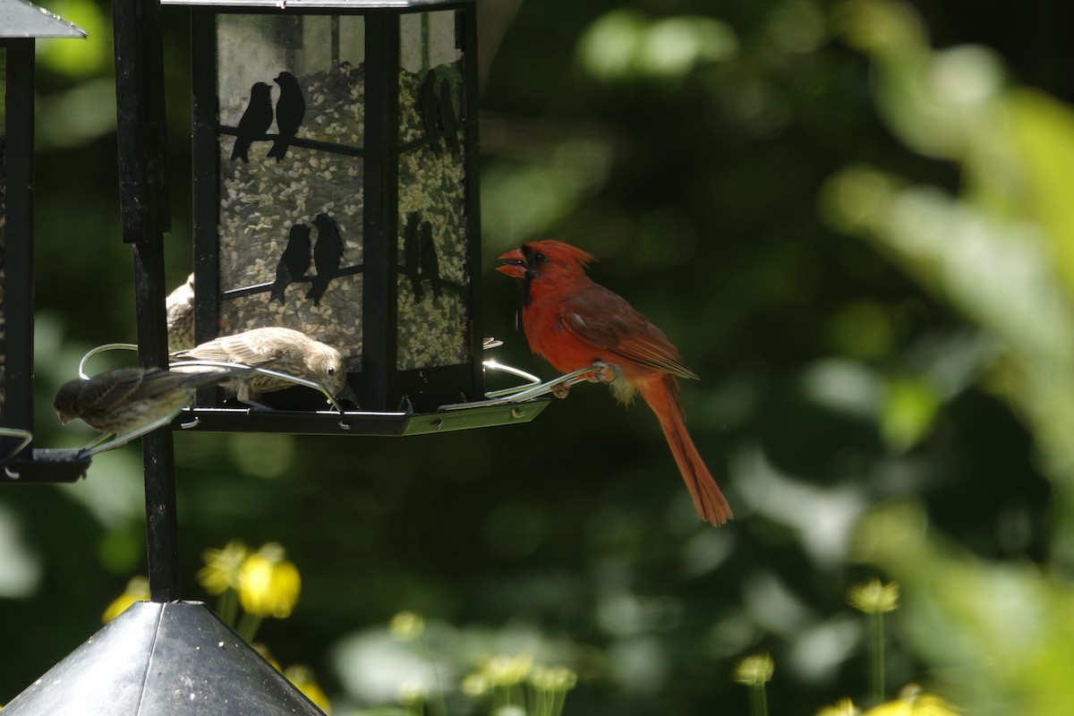 Northern Cardinal - ML638307163
