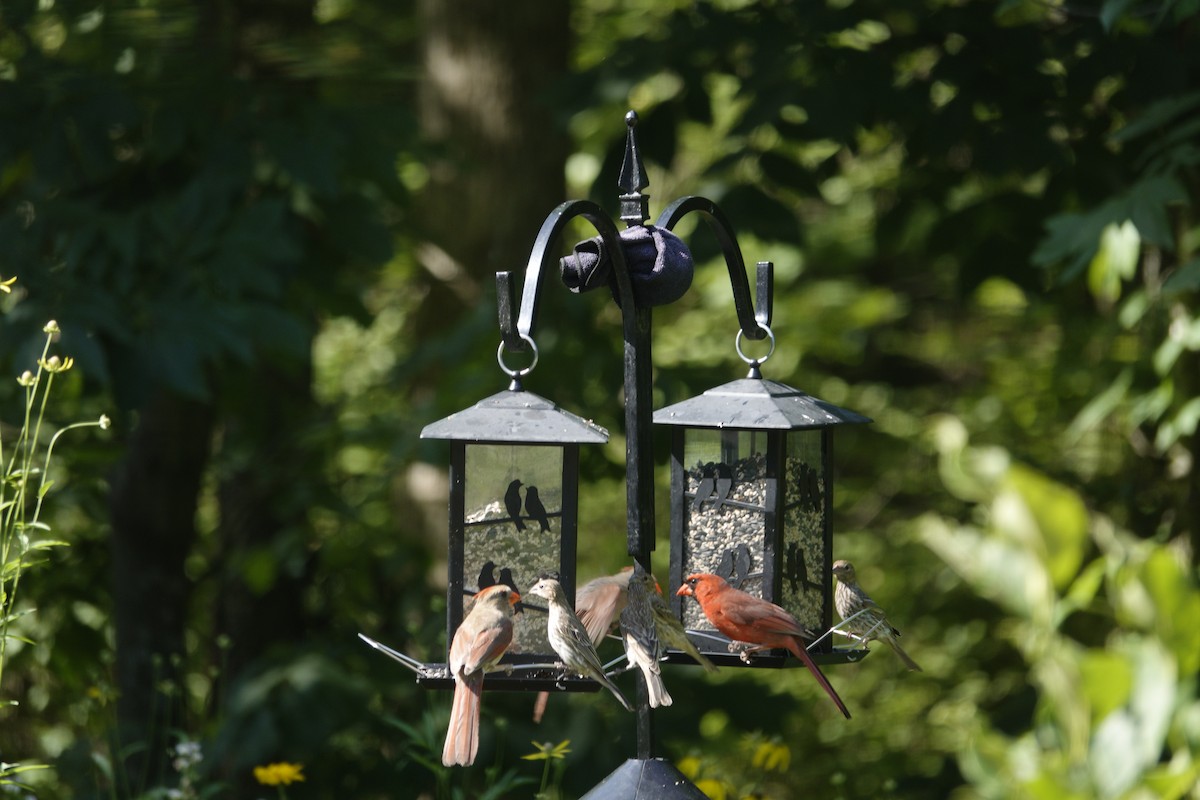 Northern Cardinal - ML638307166