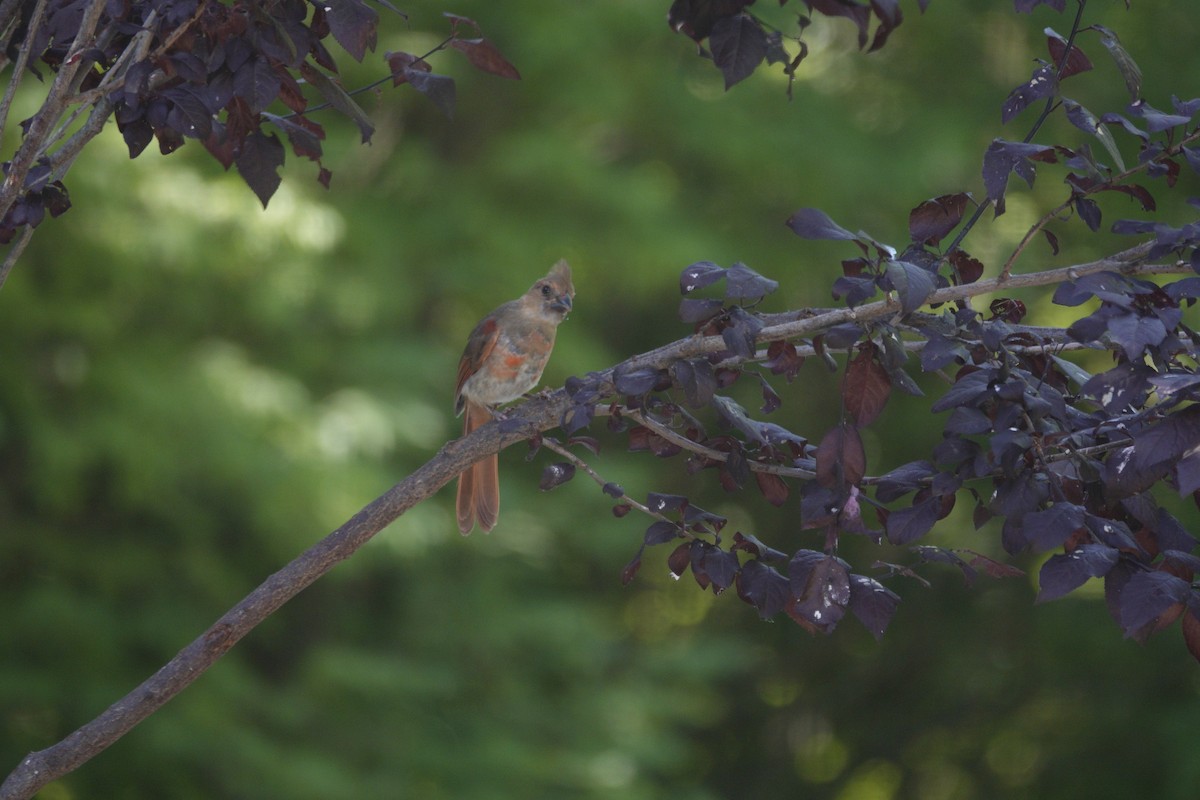 Northern Cardinal - ML638307167