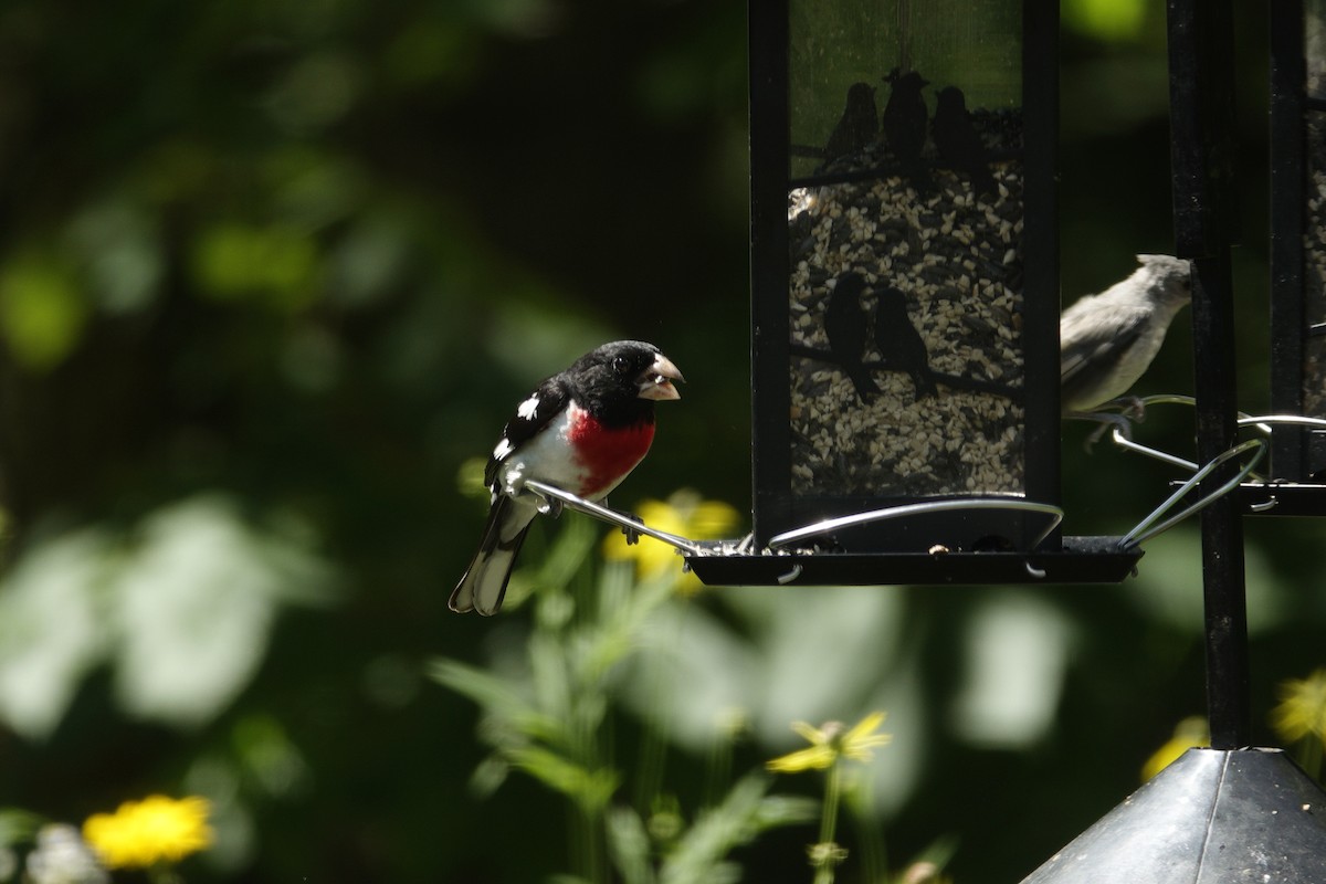 Rose-breasted Grosbeak - ML638307170