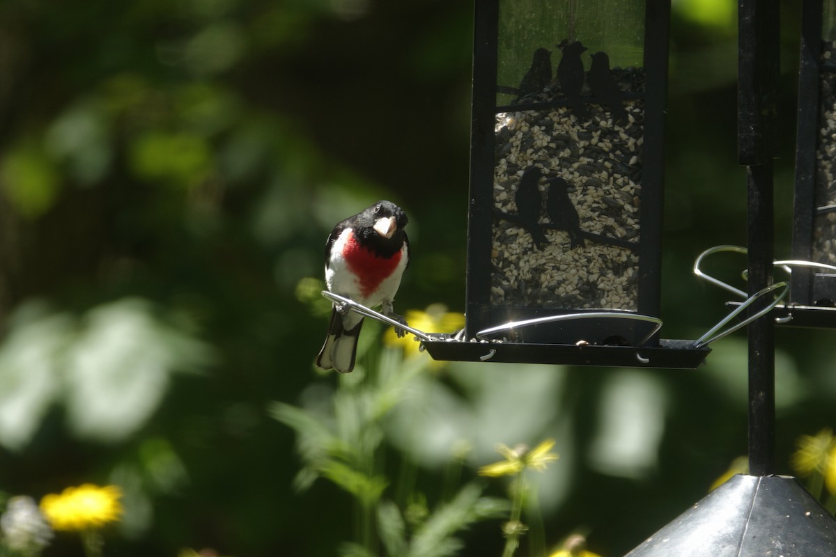 Rose-breasted Grosbeak - ML638307171