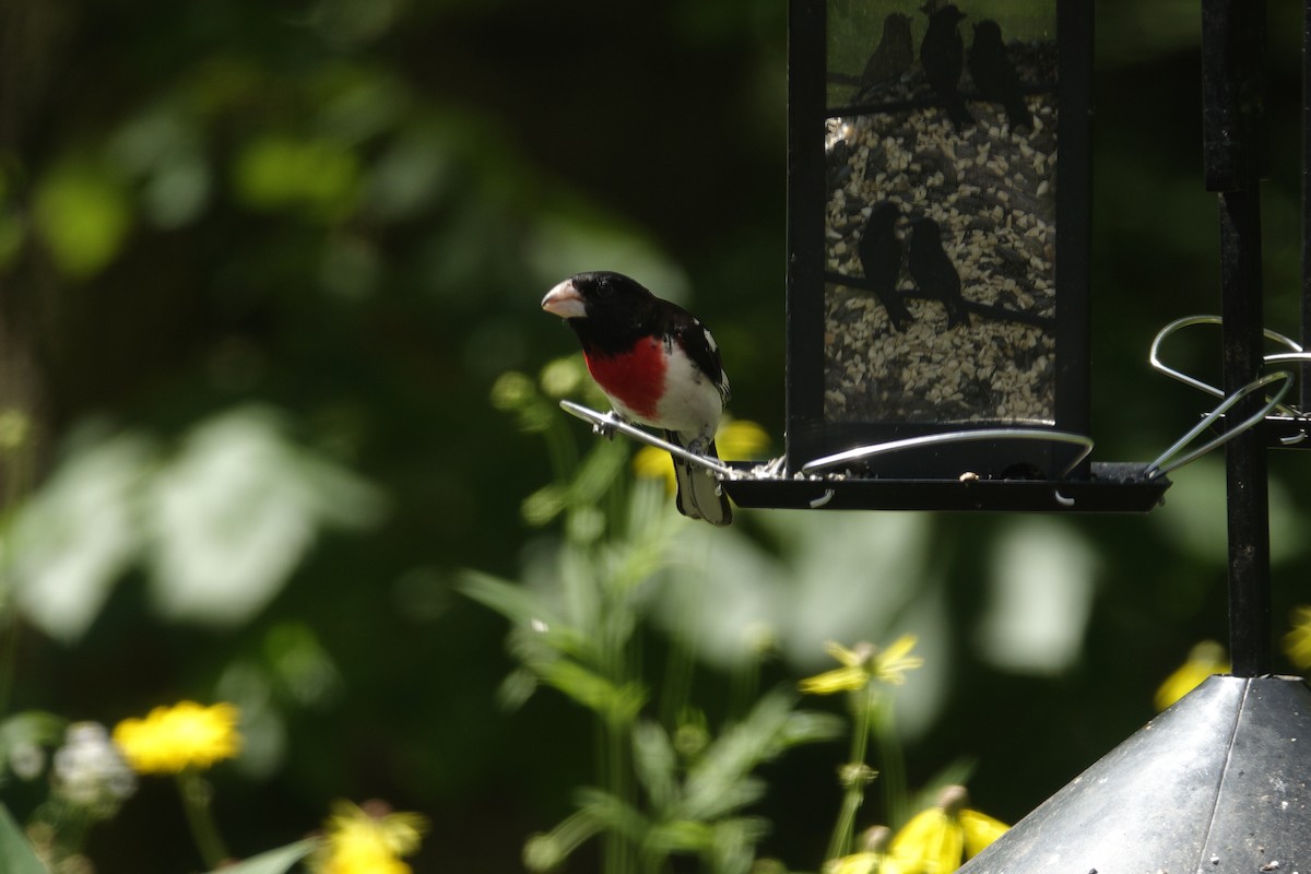 Rose-breasted Grosbeak - ML638307172