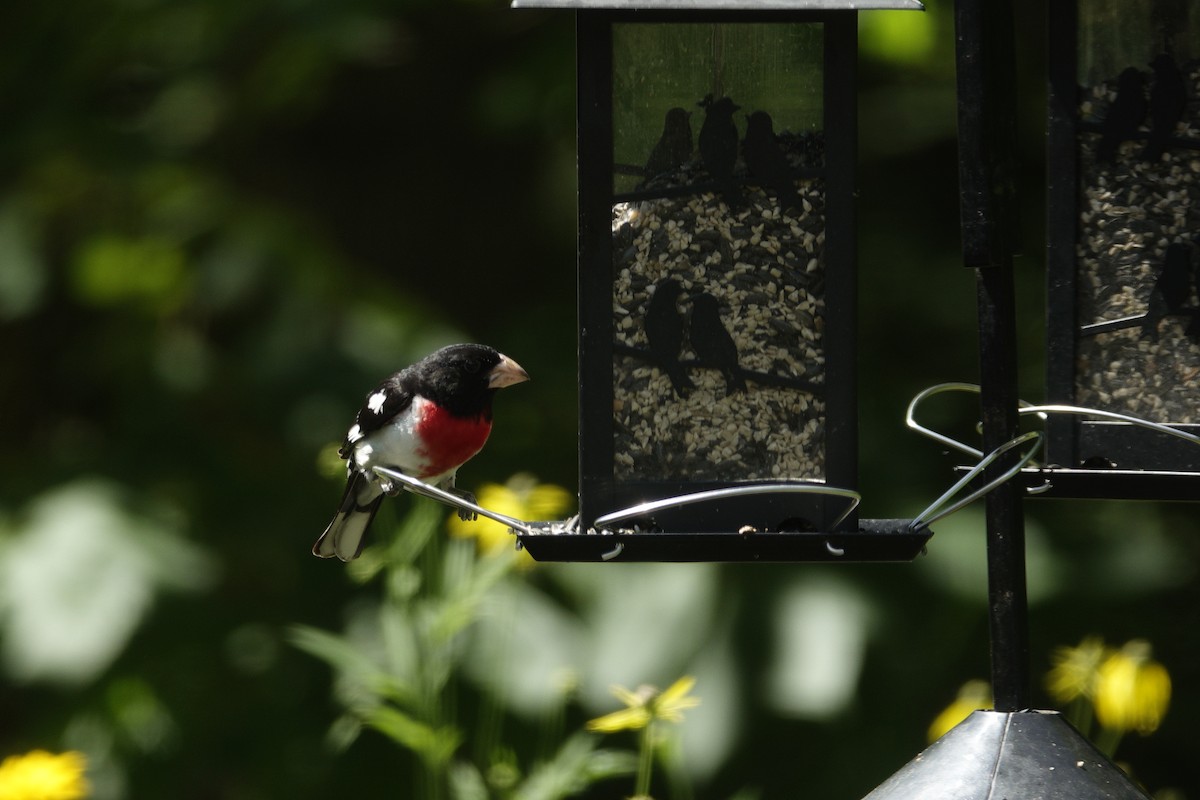 Rose-breasted Grosbeak - ML638307173
