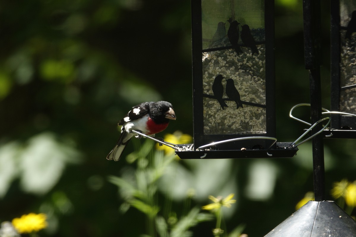 Rose-breasted Grosbeak - ML638307174