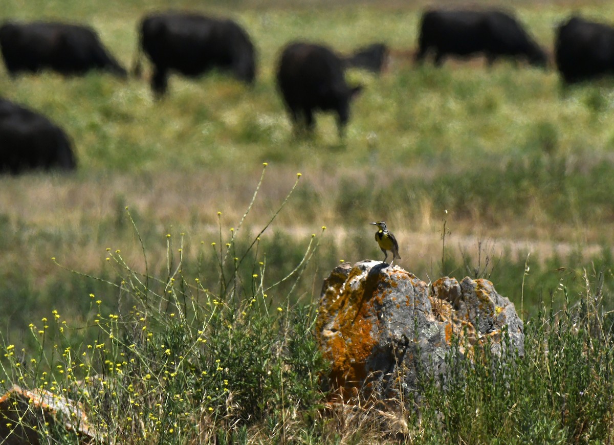 Western Meadowlark - ML638307177