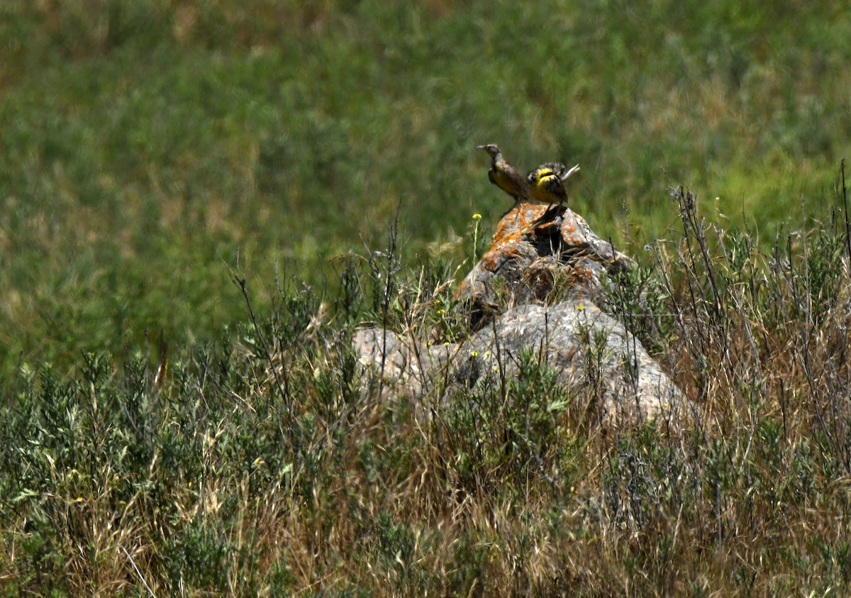 Western Meadowlark - ML638307178