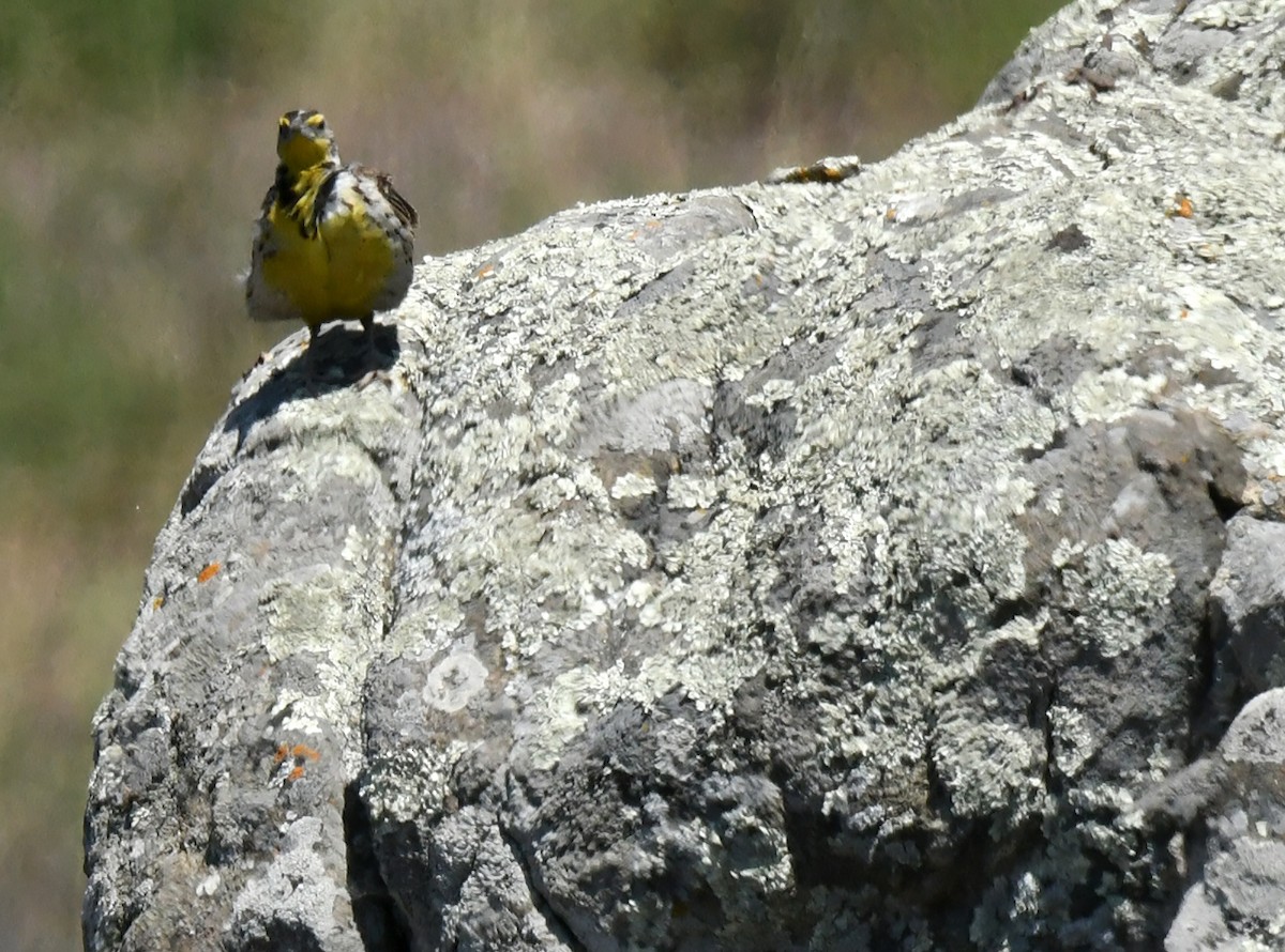 Western Meadowlark - ML638307179