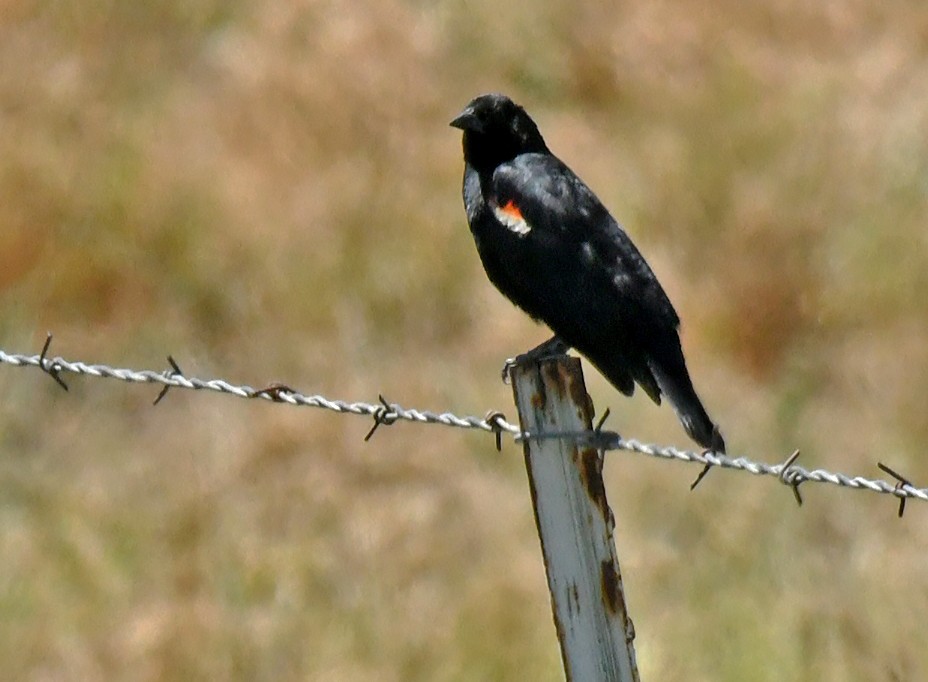 Tricolored Blackbird - ML638307180