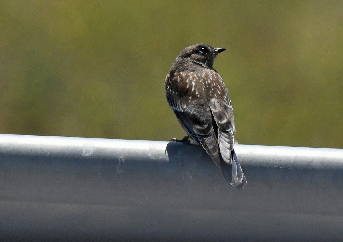Western Bluebird - ML638307184