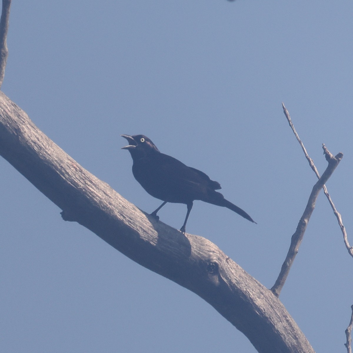 Common Grackle - ML638307185