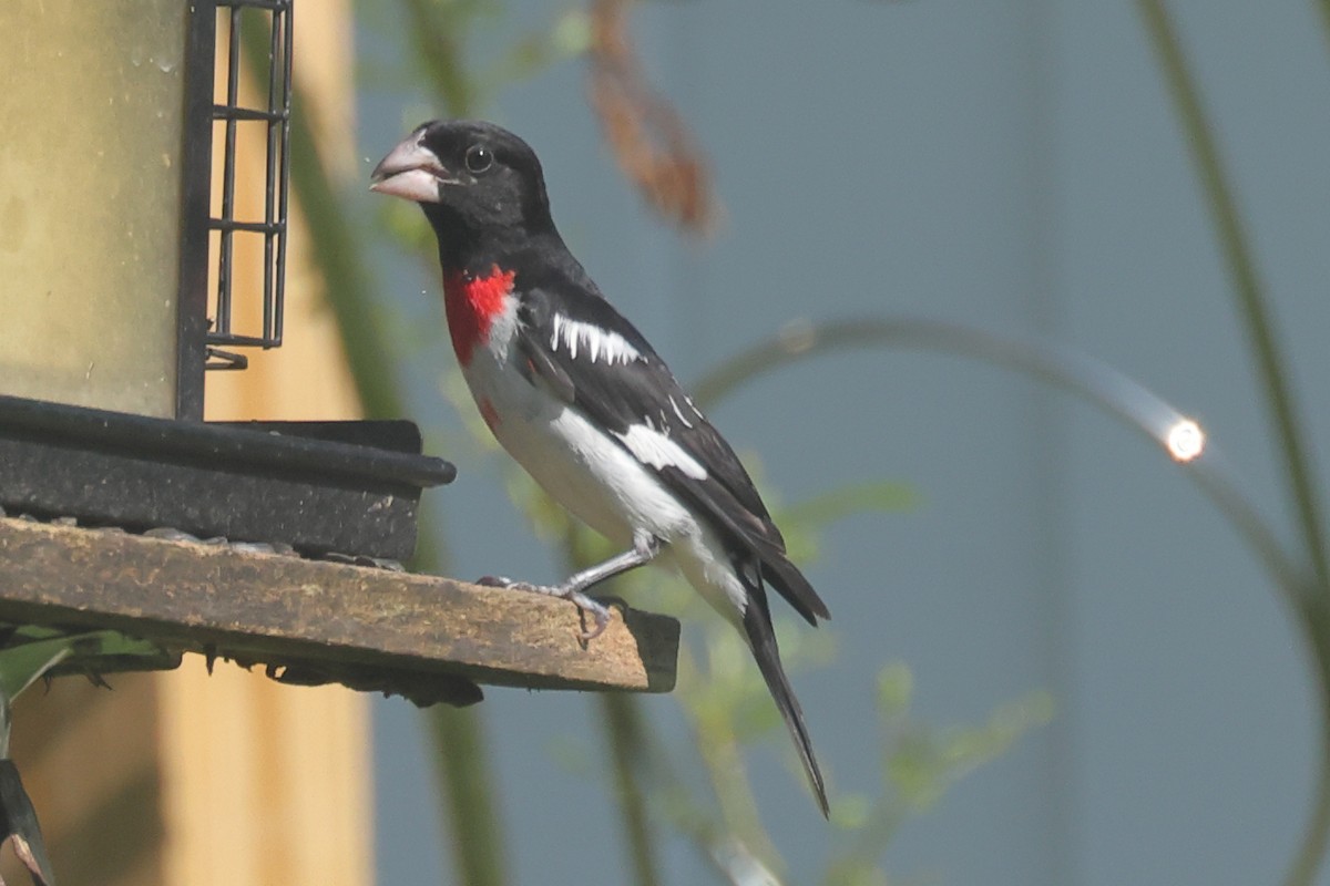 Rose-breasted Grosbeak - ML638307189