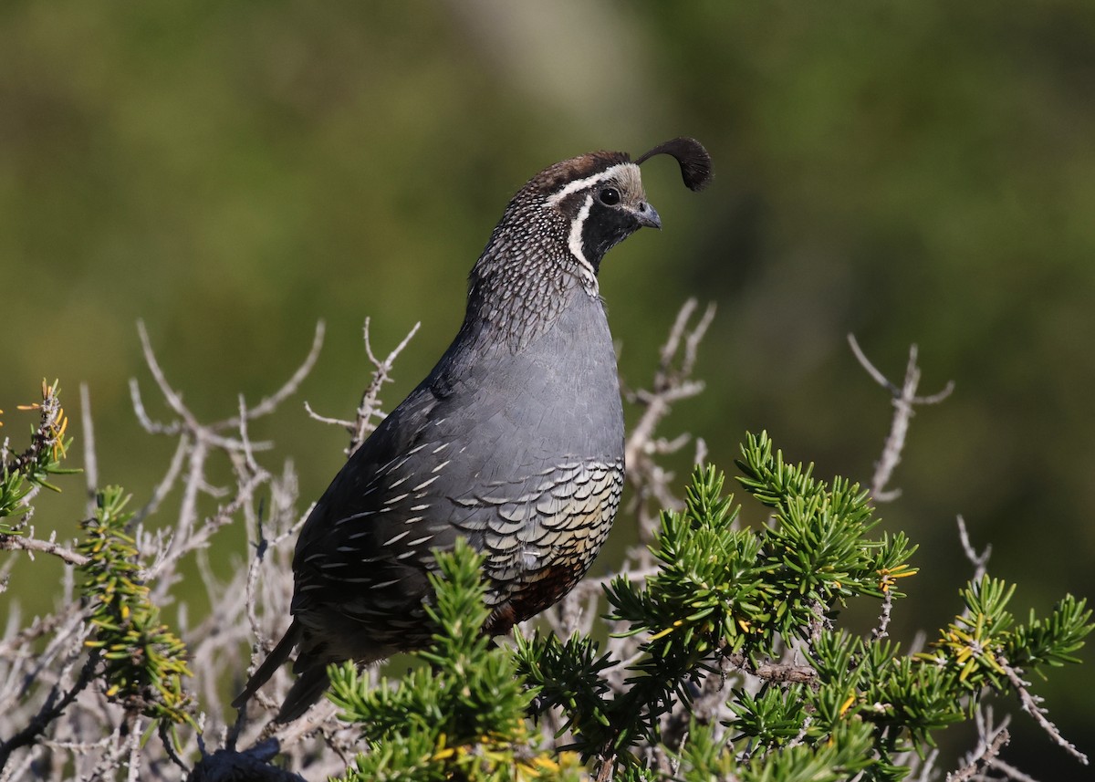 California Quail - ML638307190