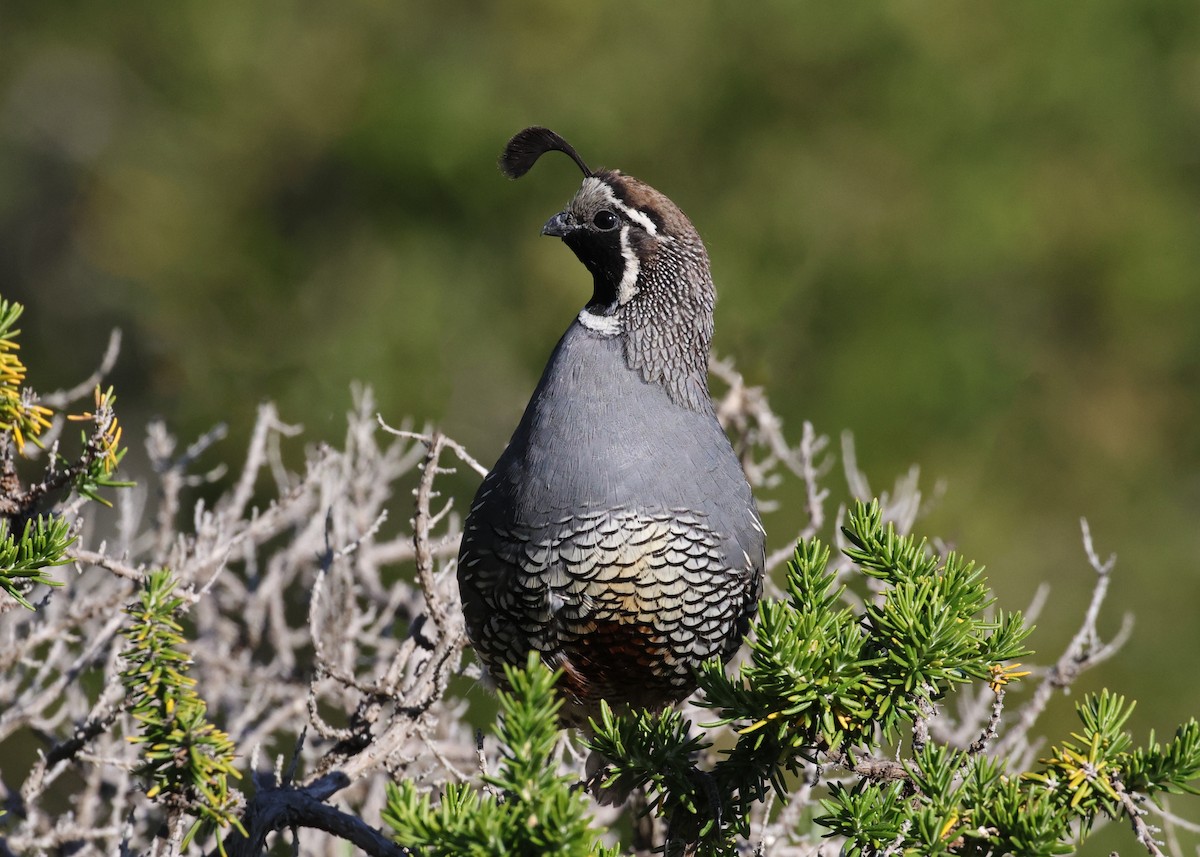 California Quail - ML638307191