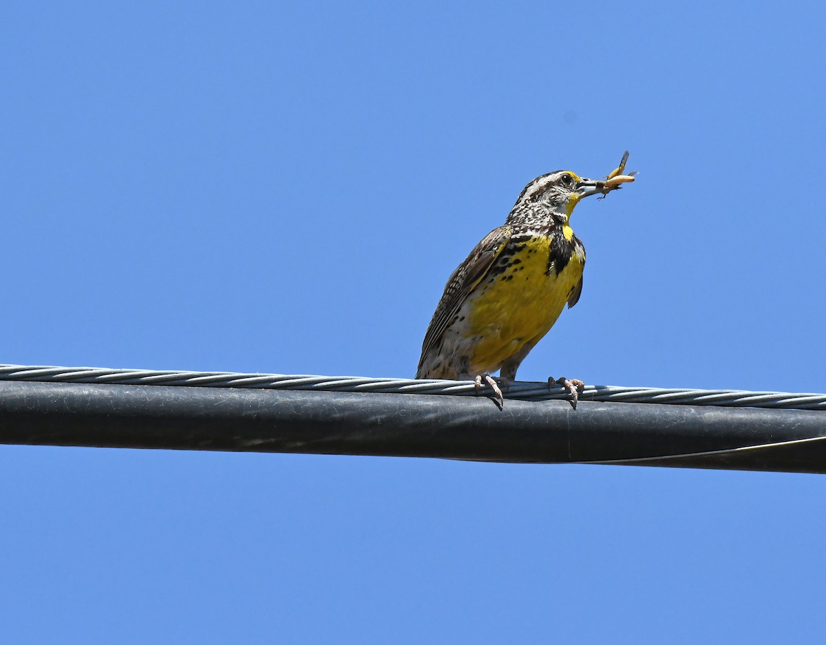 Western Meadowlark - ML638307197