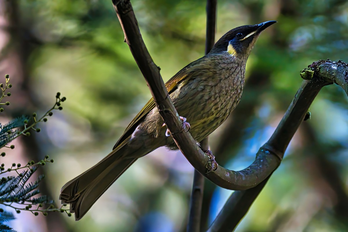 Lewin's Honeyeater - ML638307198